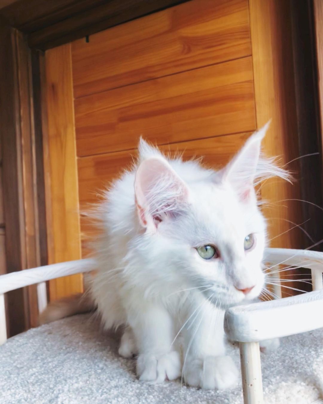 Maine coon kittens for sale