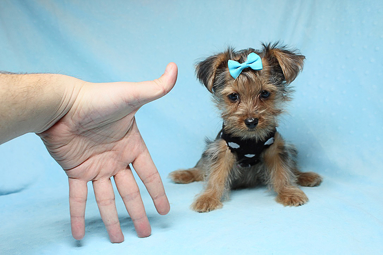 PennySaver Rare Blue Merle Teacup Yorkie Puppies Available Now