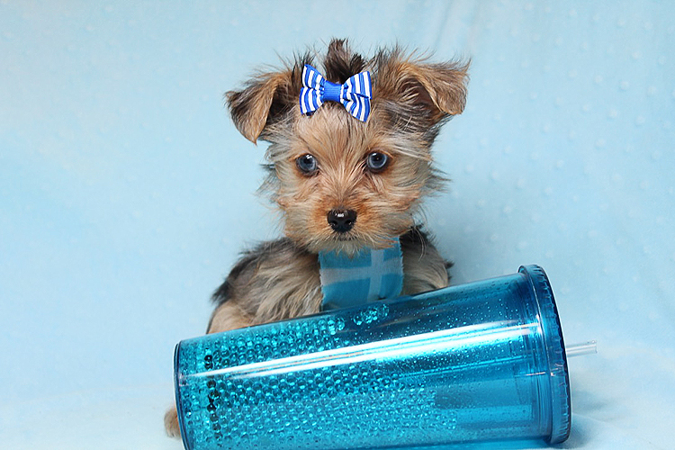 Rare Blue Merle Teacup Yorkie Puppies Available Now!