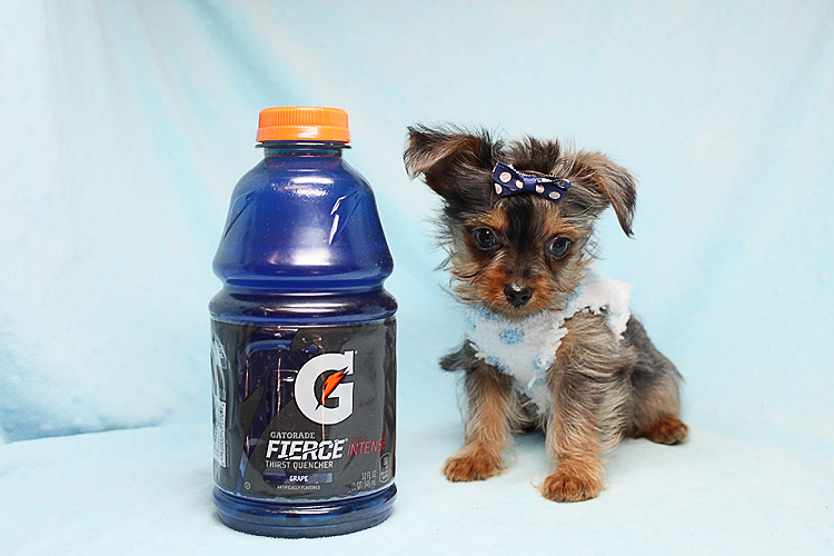 Rare Blue Merle Teacup Yorkie Puppies Available Now!