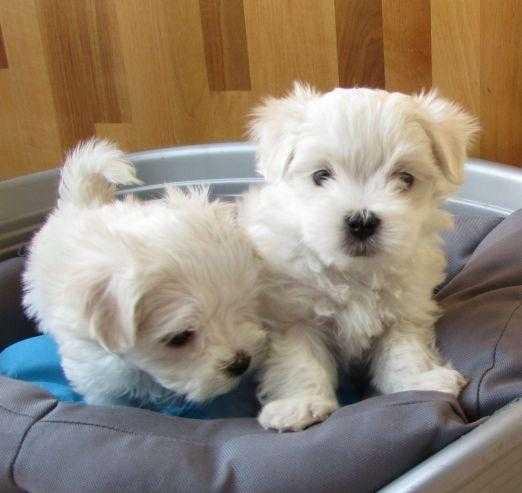 ADORABLE MALTESE PUPPIES FOR SALE