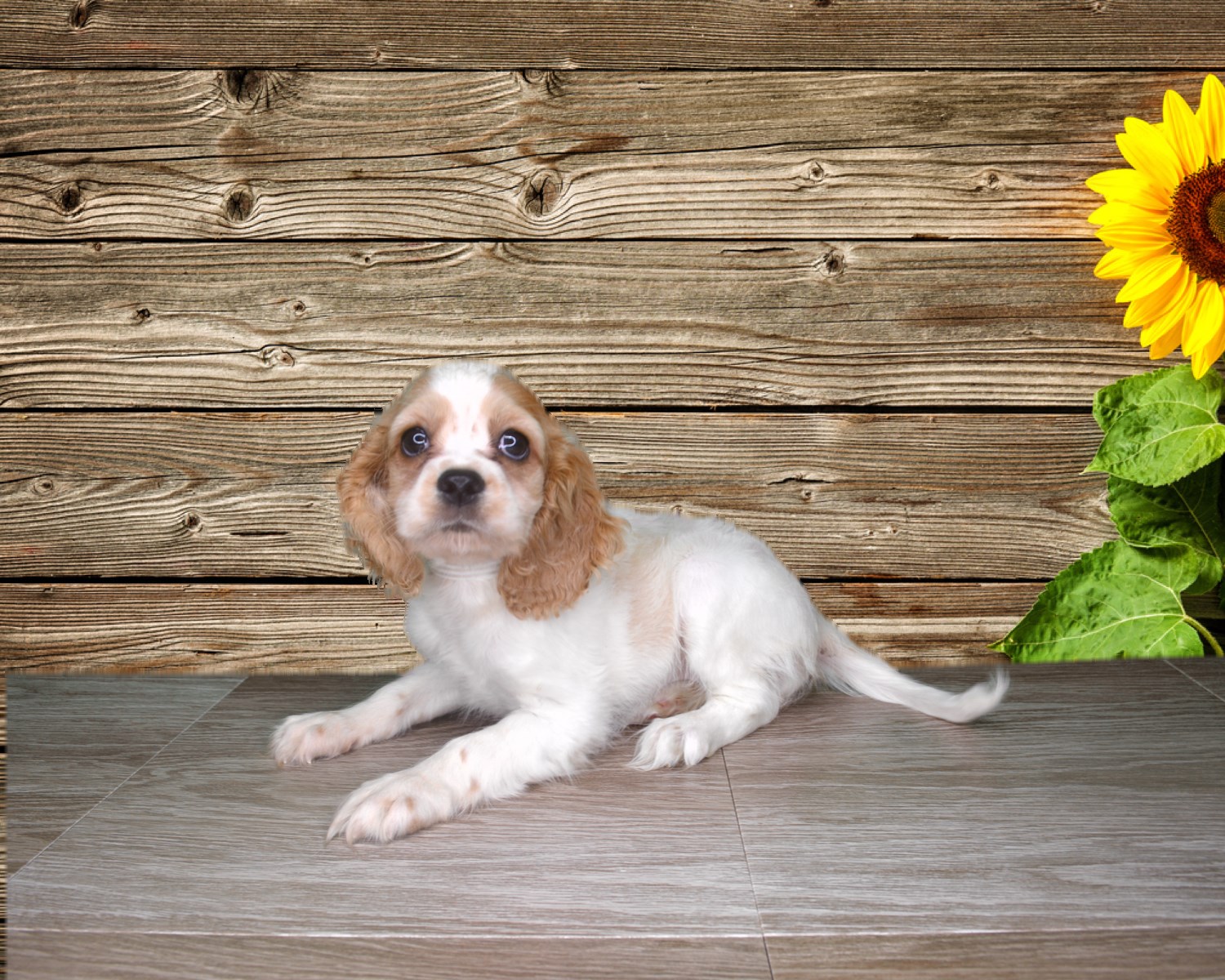 Adorable 10 wk old femal Havanese cocker Spaniel puppy