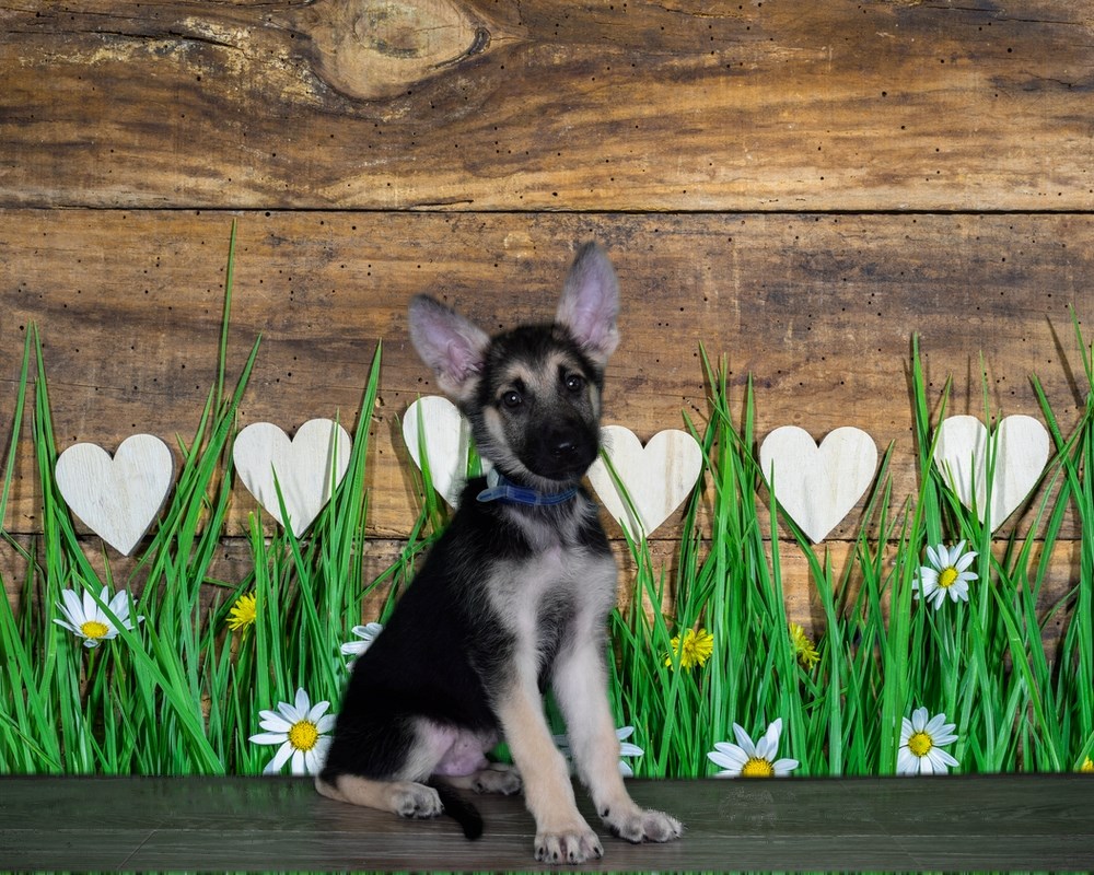 9 wk old German Shepherd puppy