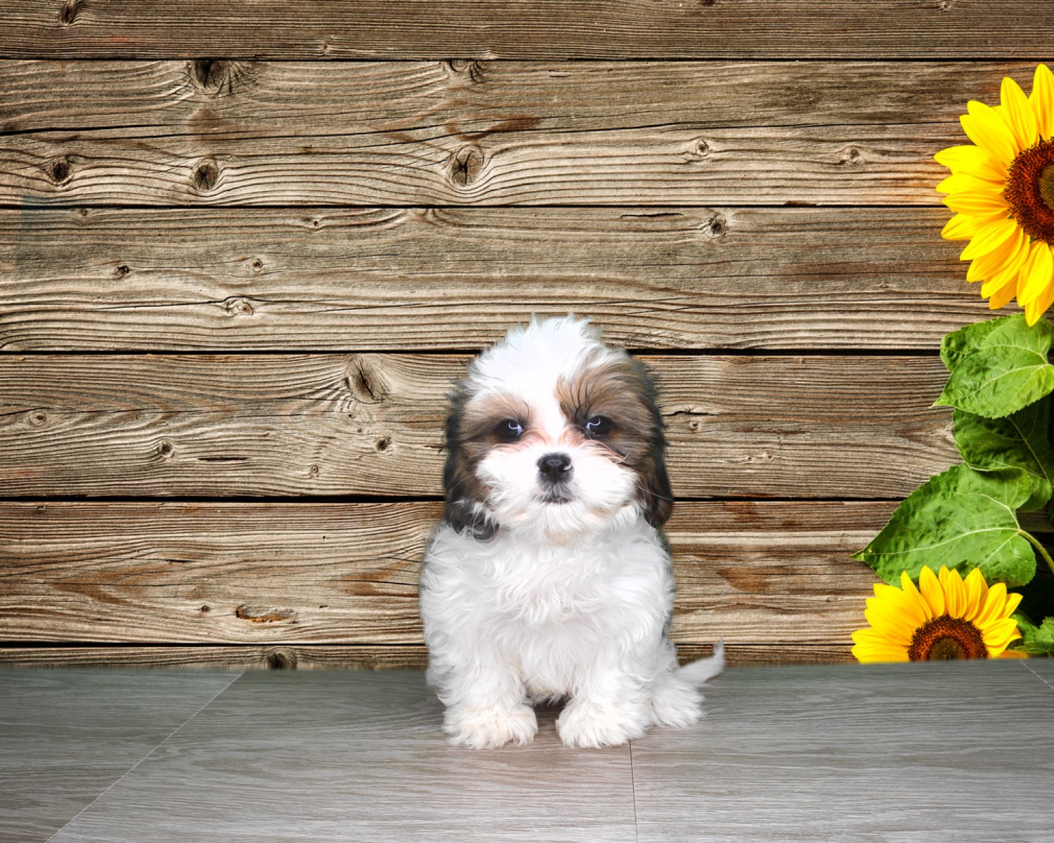 10 wk Female Cavatzu puppy (registered and chipped)