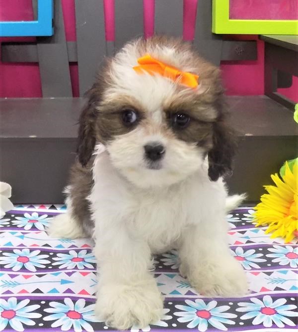Adorable Cavatzu (registered/ chipped/ de-wormed/ vaccinated)