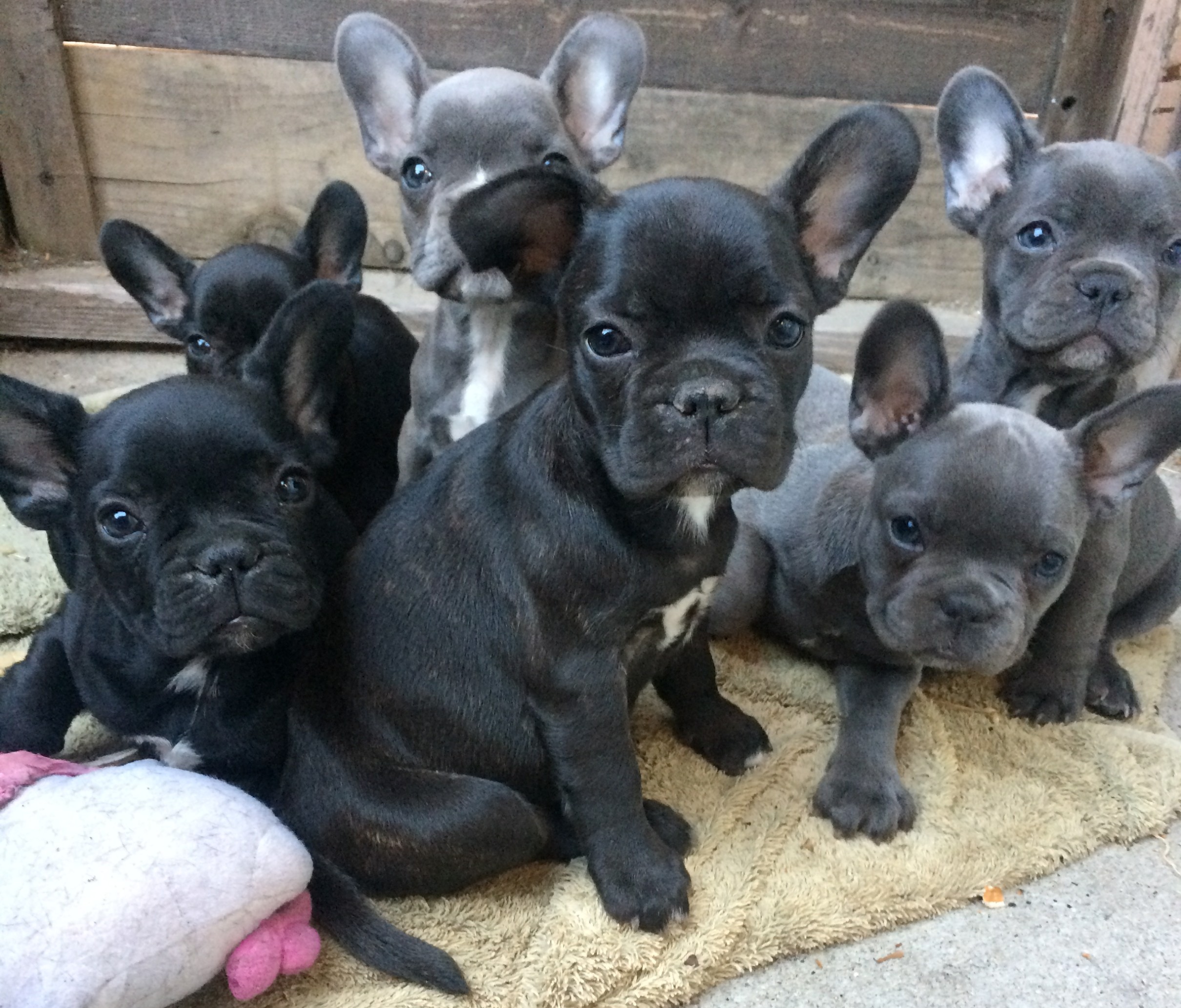 PennySaver | French Bulldog Puppies in Sacramento ...