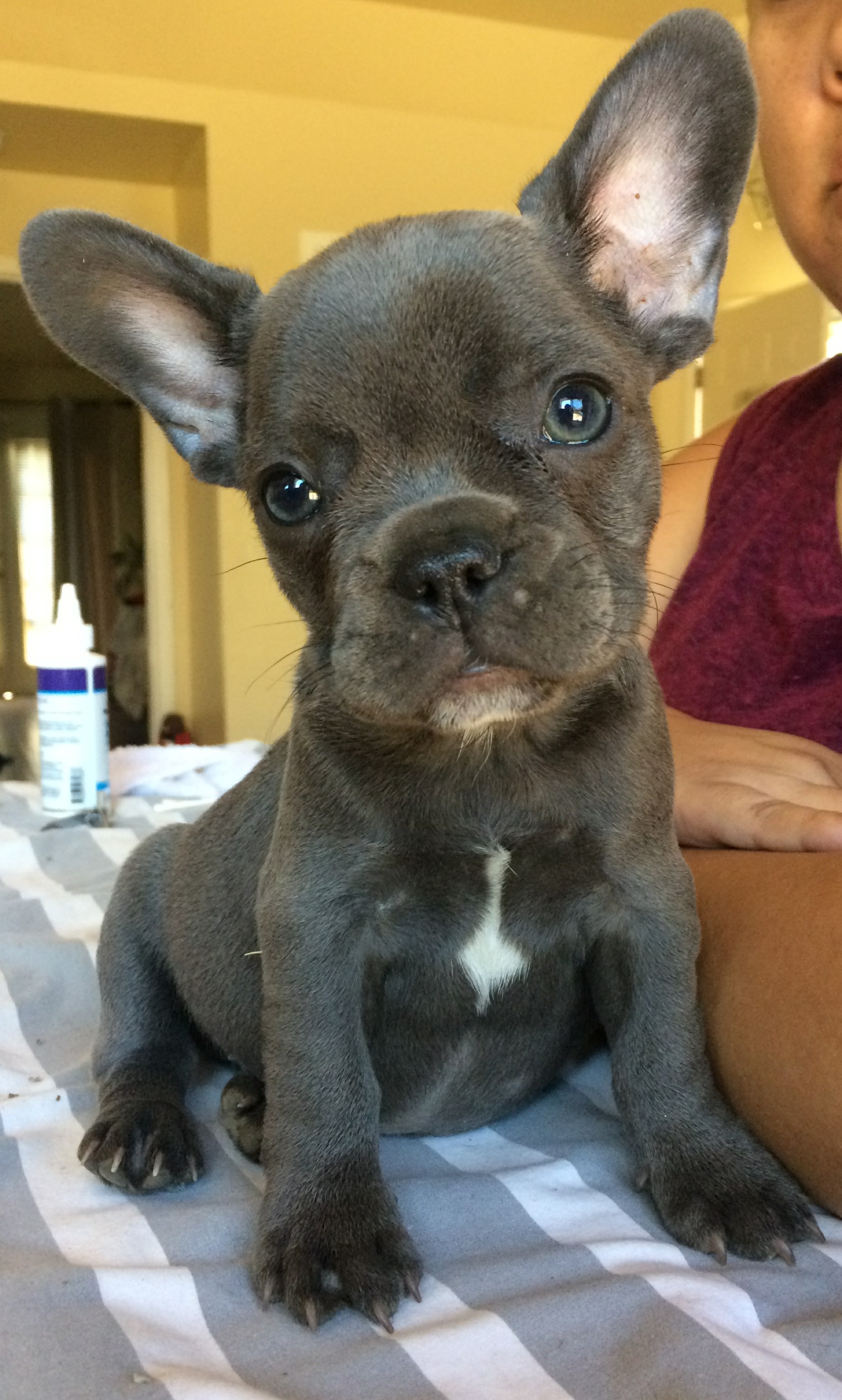 French Bulldog Puppies