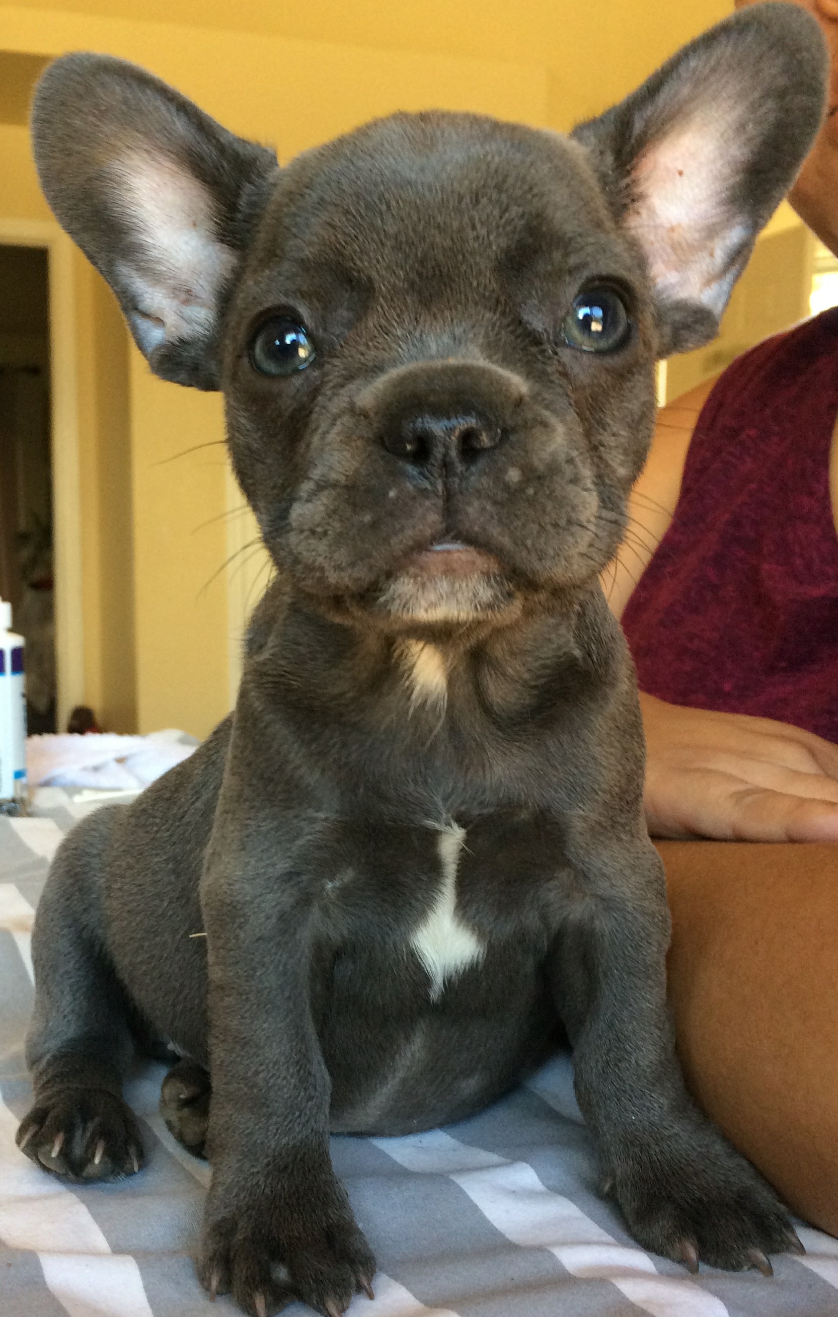 French Bulldog Puppies