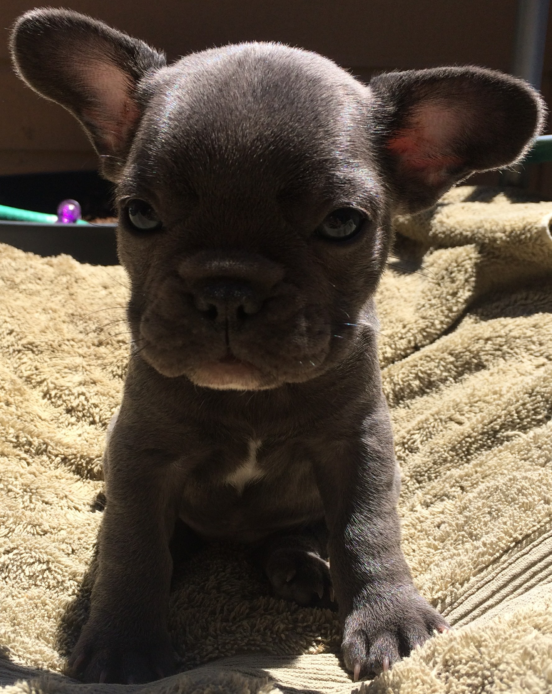 French Bulldog Puppies