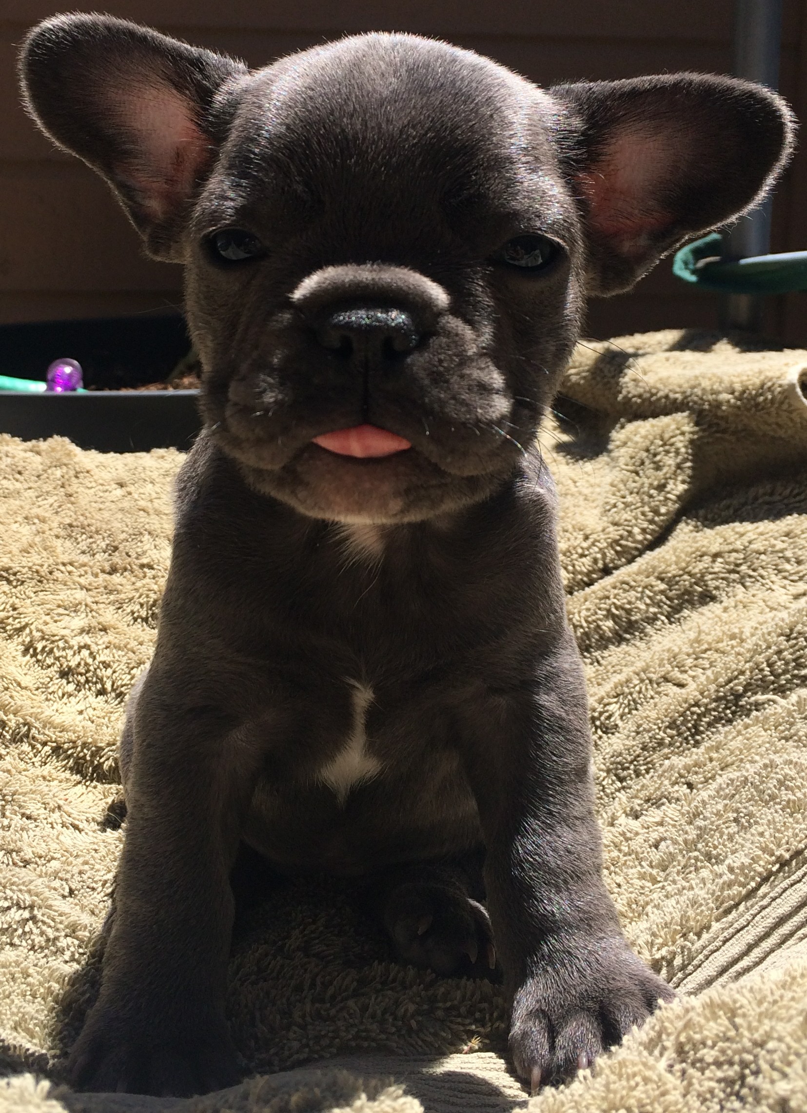 French Bulldog Puppies