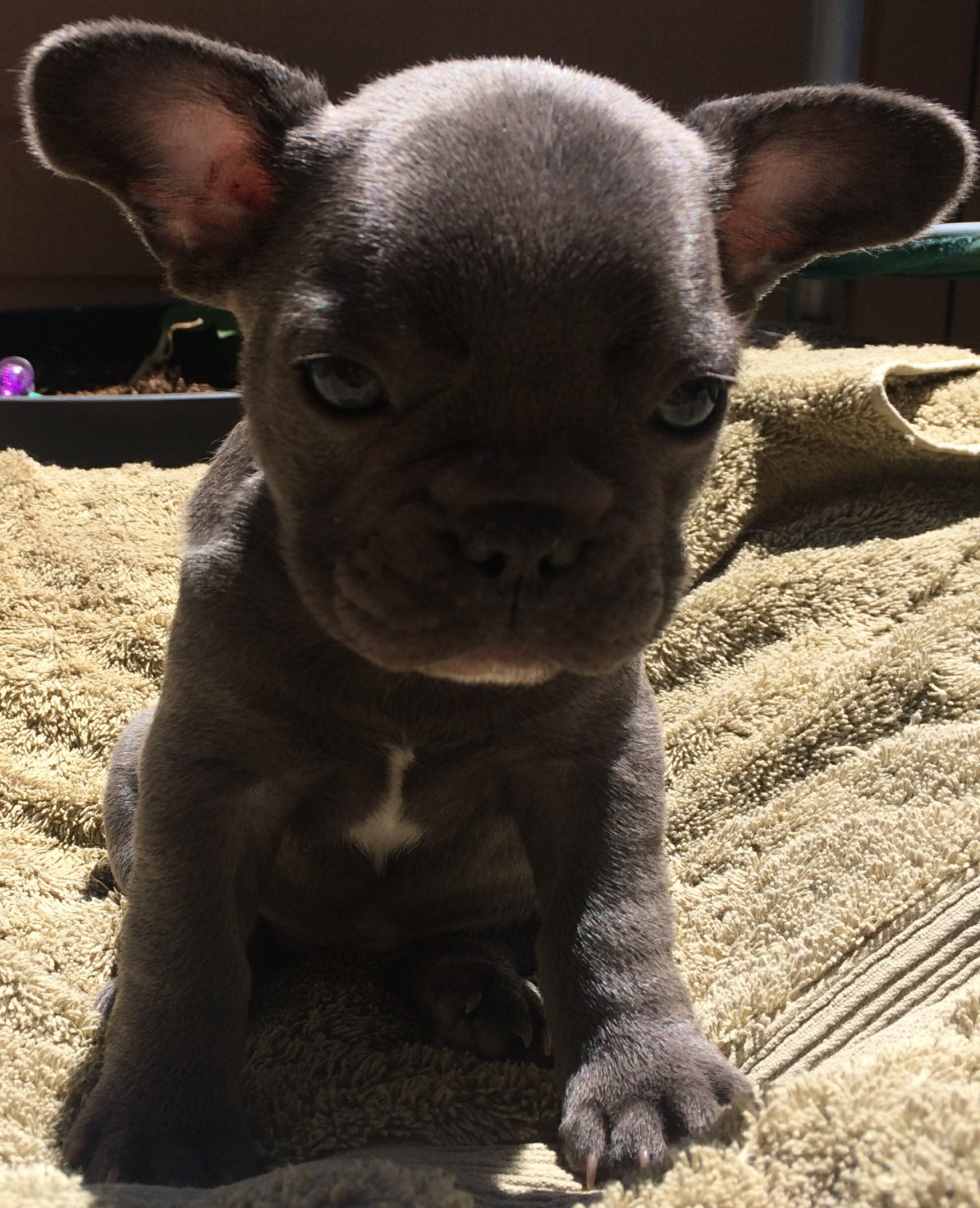 French Bulldog Puppies