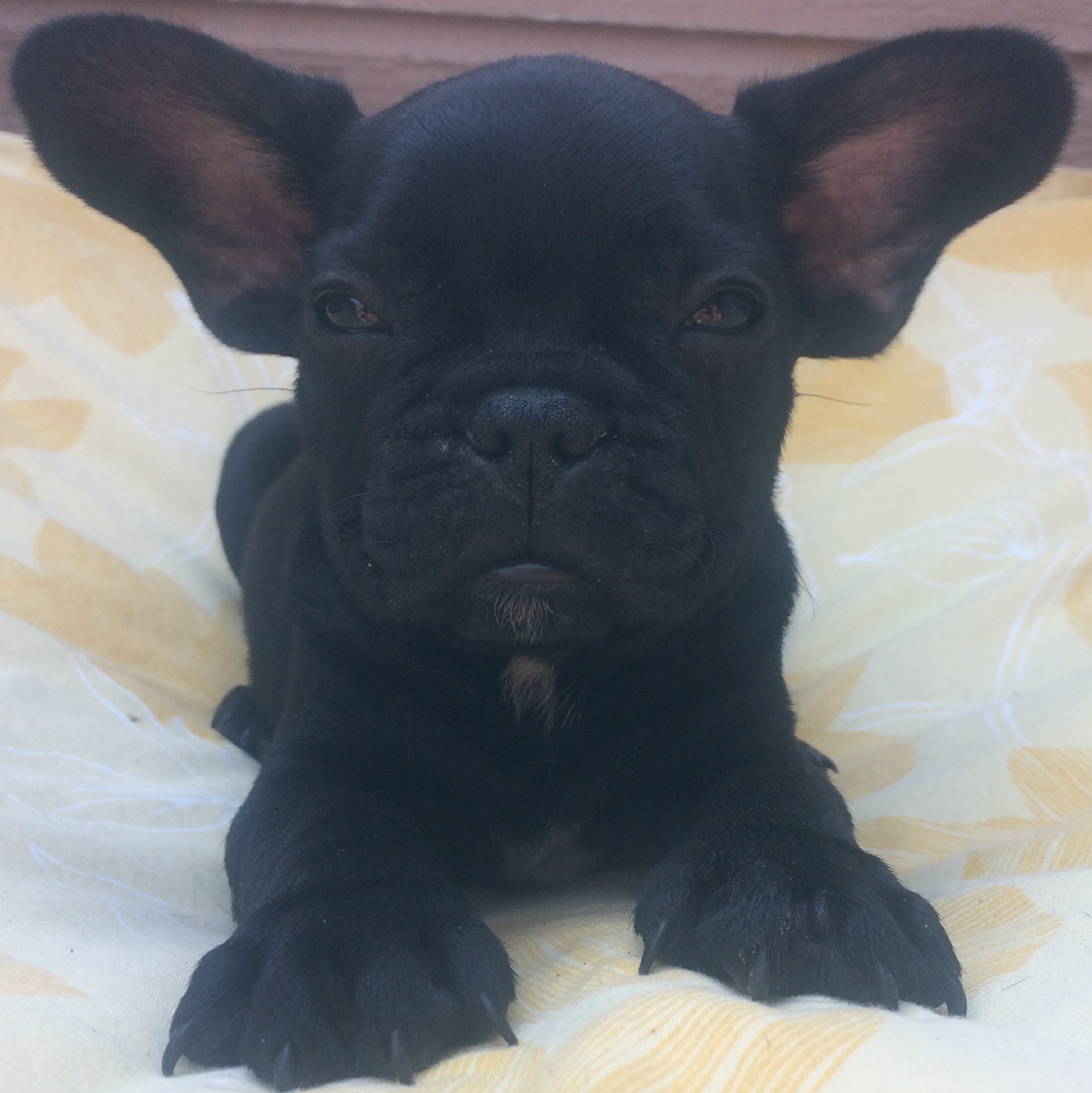 French Bulldog Puppies