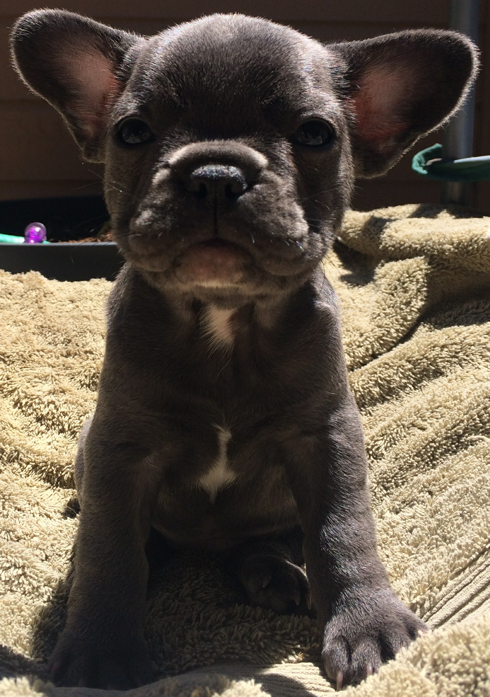 French Bulldog Puppies