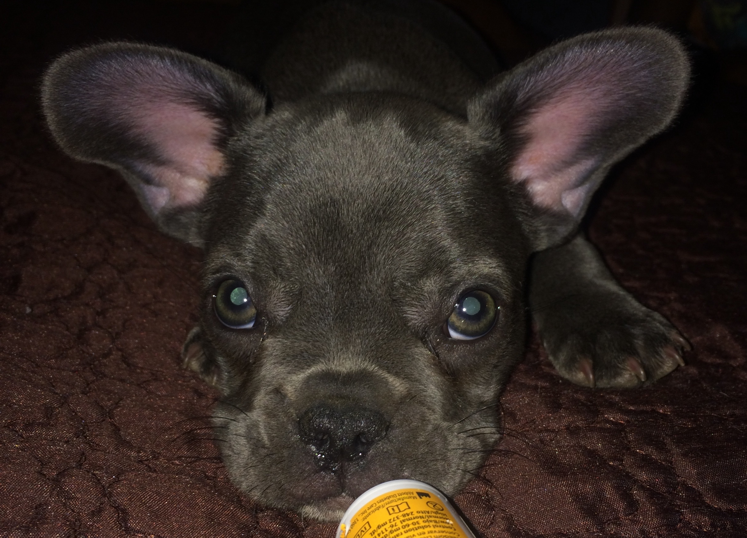 French Bulldog Puppies