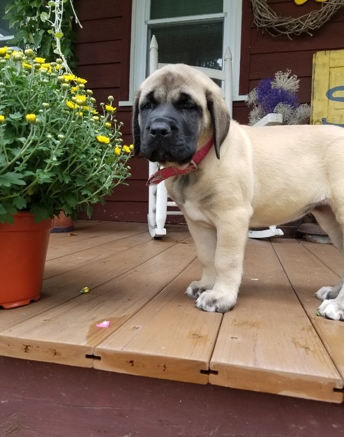 !READY NOW! English mastiff puppies For Sale
