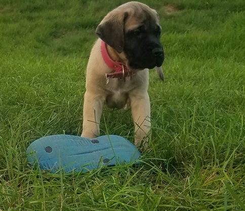 !READY NOW! English mastiff puppies For Sale