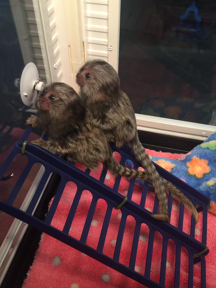 Wisconsin AWESOME PYGMY MARMOSET MONKEYS 402-246-0882