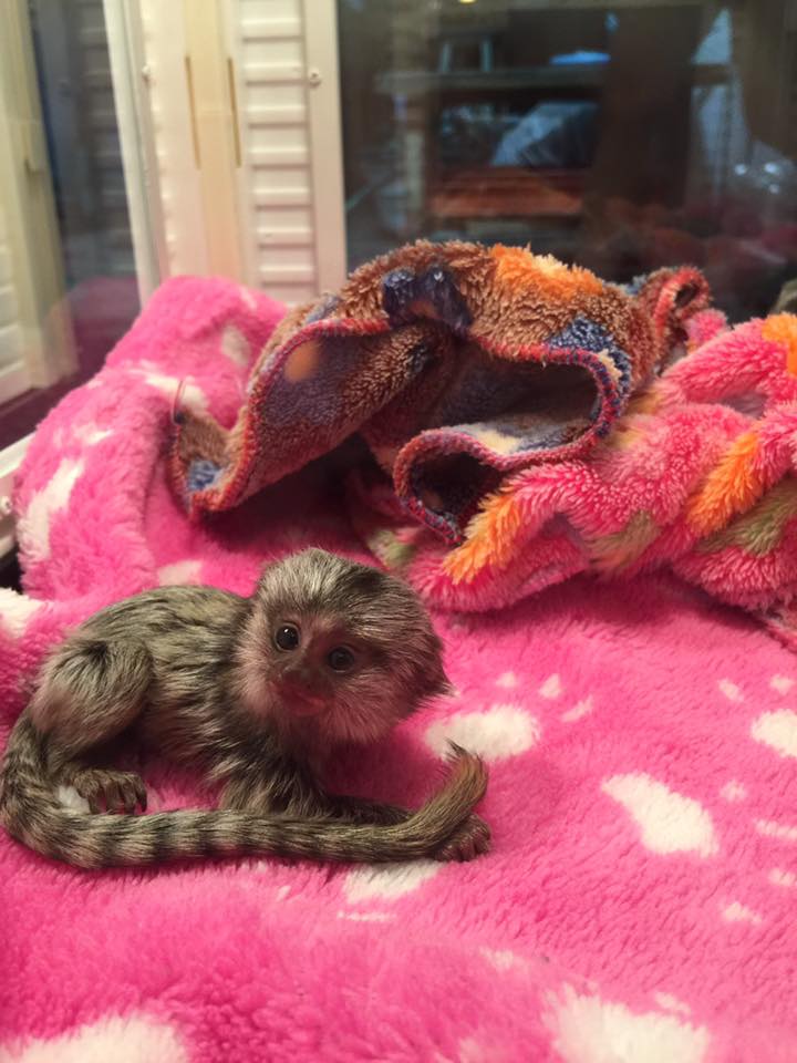 Wisconsin AWESOME PYGMY MARMOSET MONKEYS 402-246-0882