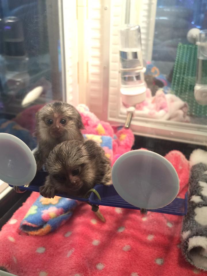 Wisconsin AWESOME PYGMY MARMOSET MONKEYS 402-246-0882