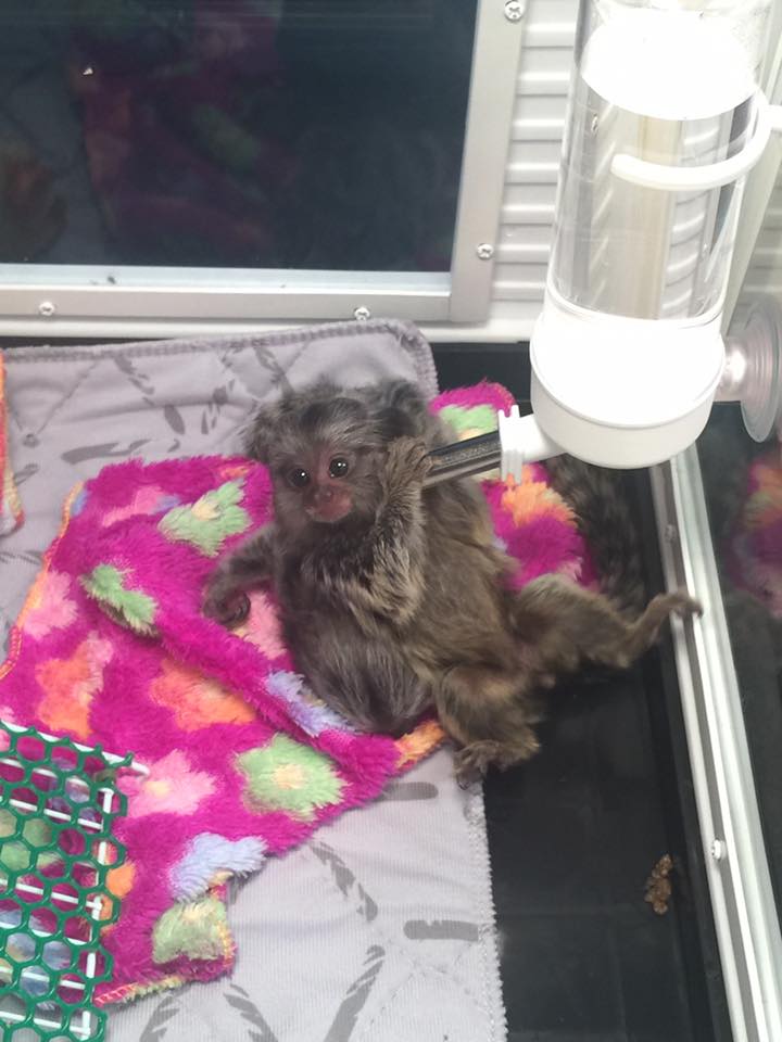 Wisconsin AWESOME PYGMY MARMOSET MONKEYS 402-246-0882