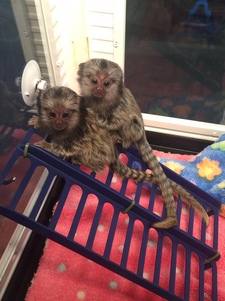 Wisconsin AWESOME PYGMY MARMOSET MONKEYS 402-246-0882