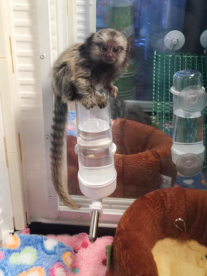 Wisconsin AWESOME PYGMY MARMOSET MONKEYS 402-246-0882