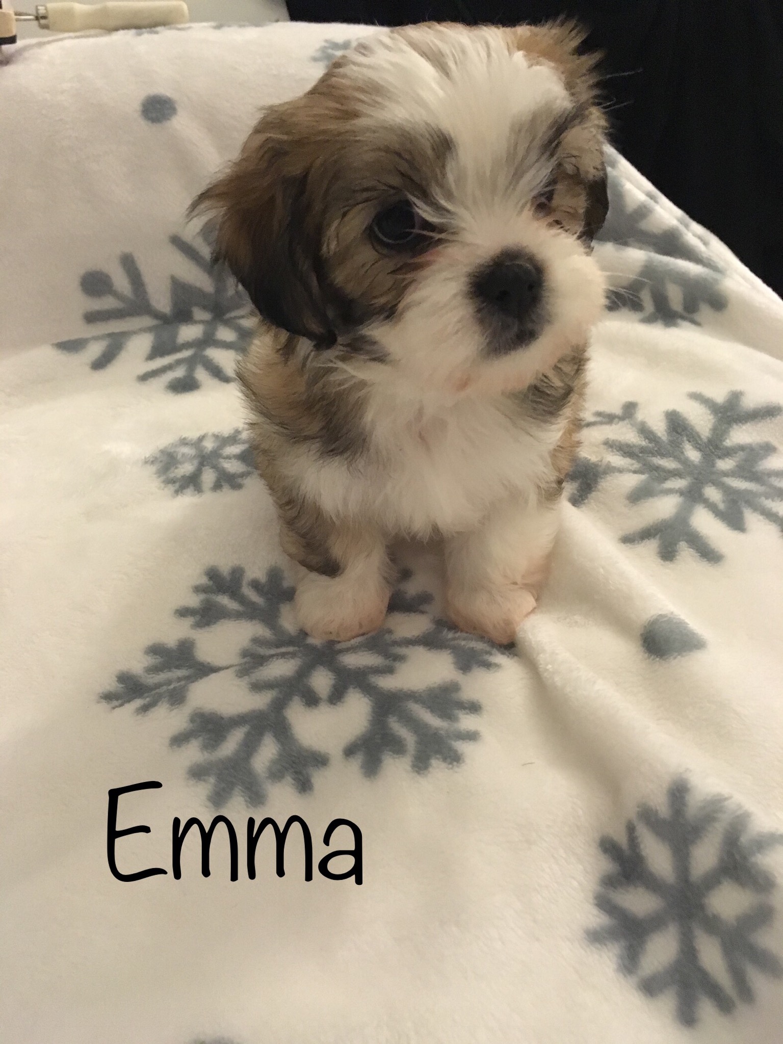 4 FEMALE MORKIE PUPPIES