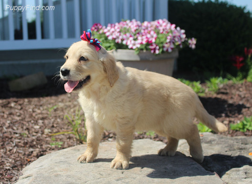 Pennysaver Golden Retriever For Sale In Baltimore Maryland Usa