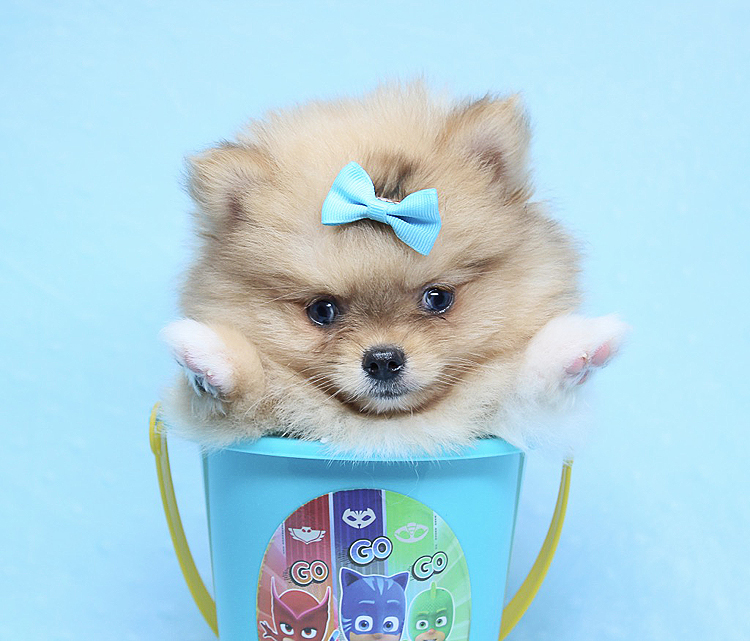 PennySaver | I Dog X Plus - Teacup Pomeranian Puppy in Los ...