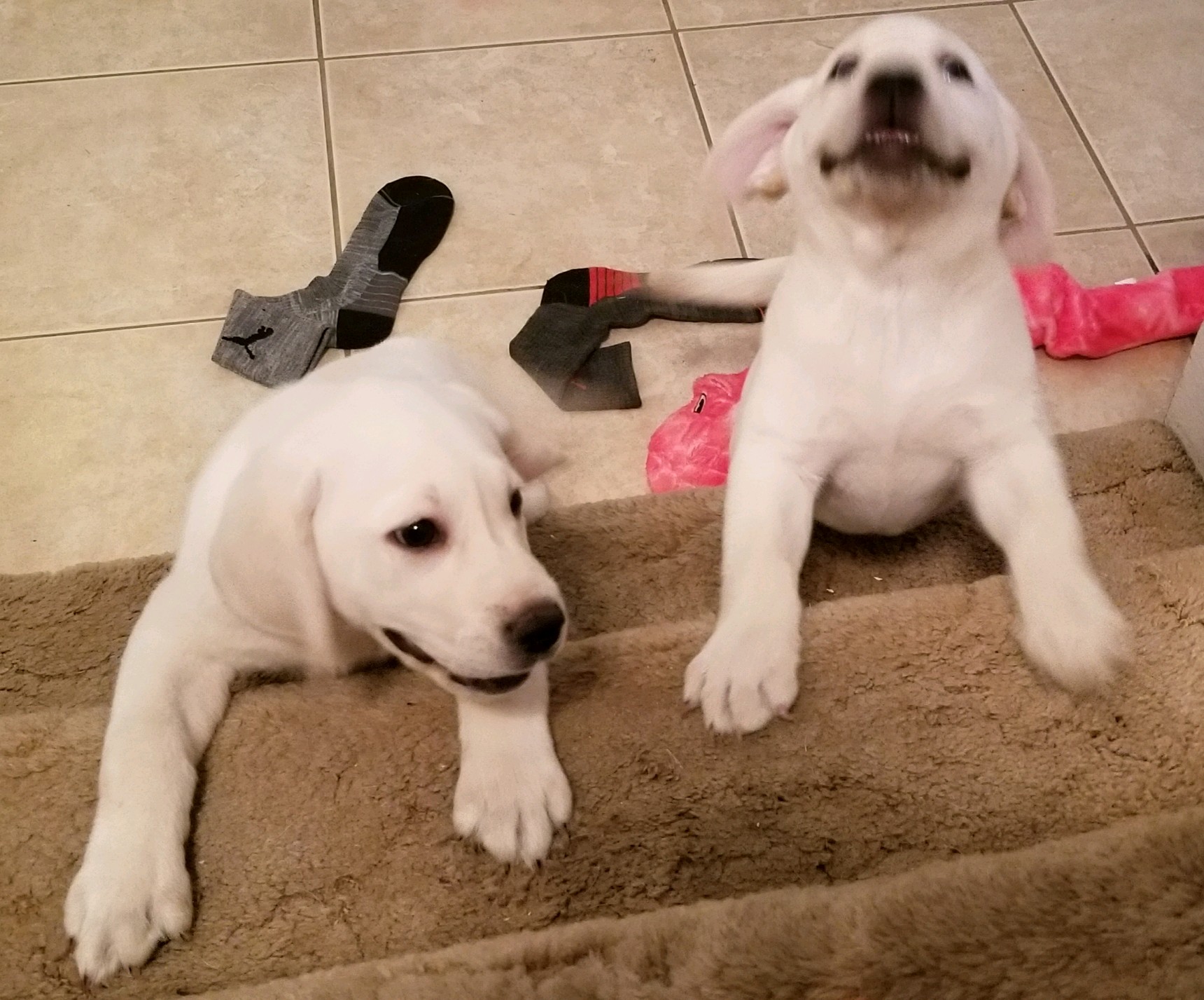 White English Lab Female Puppy
