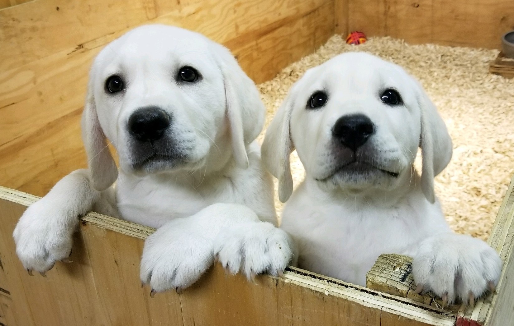 White English Lab Female Puppy