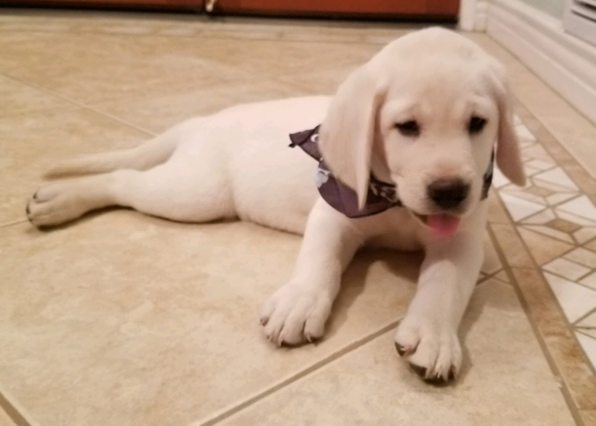 White English Lab Female Puppy