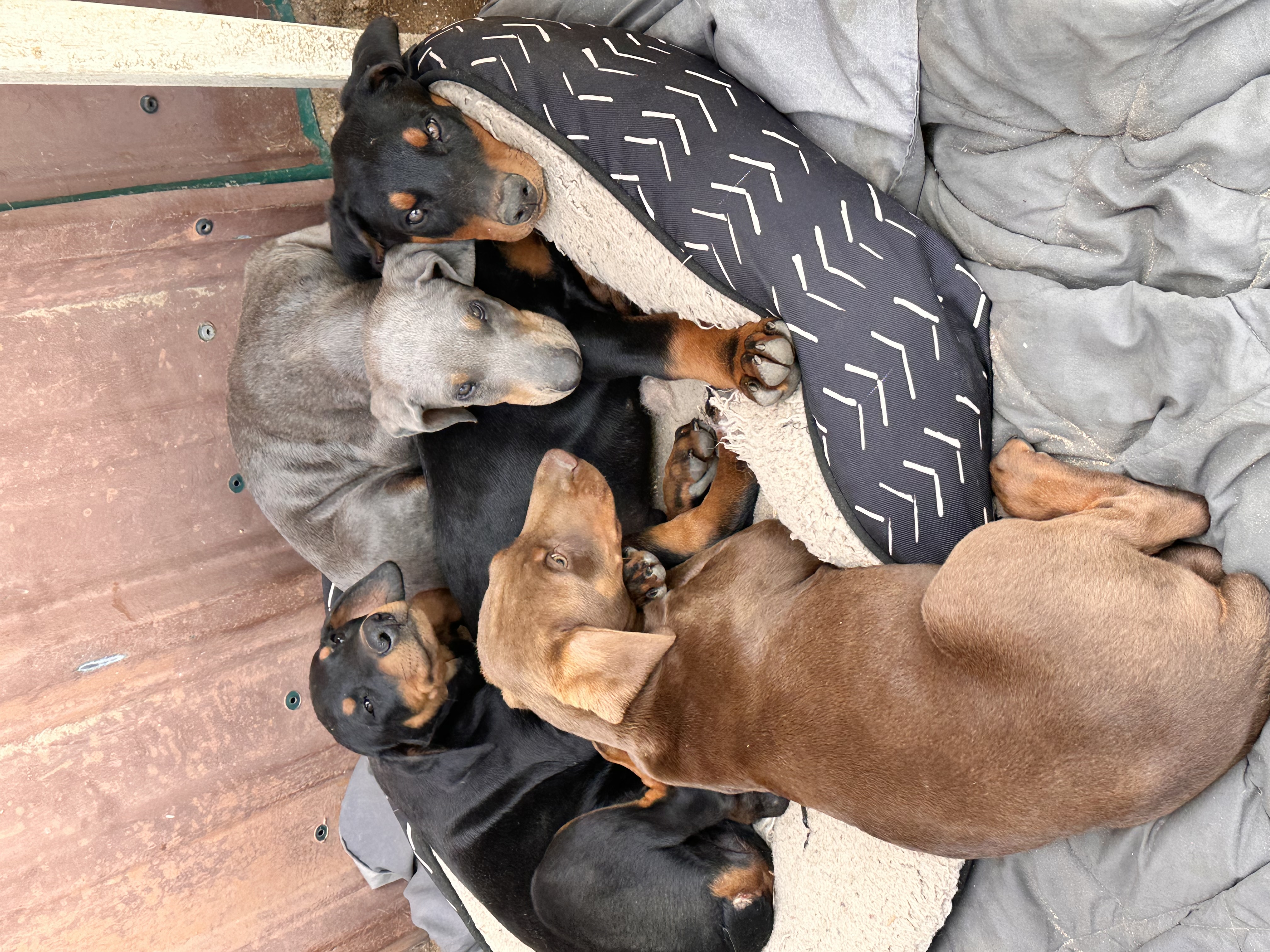 Doberman puppies