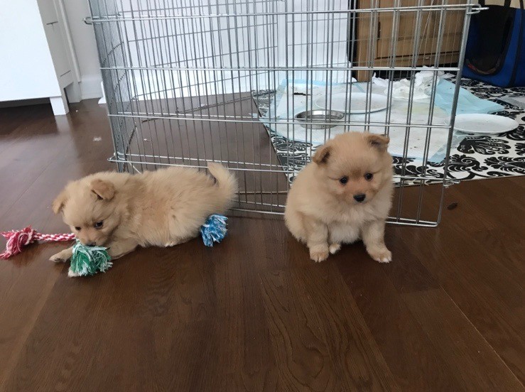 Purebred Pomeranian Puppies. 408-641-7968