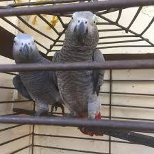 african gray birds for sale