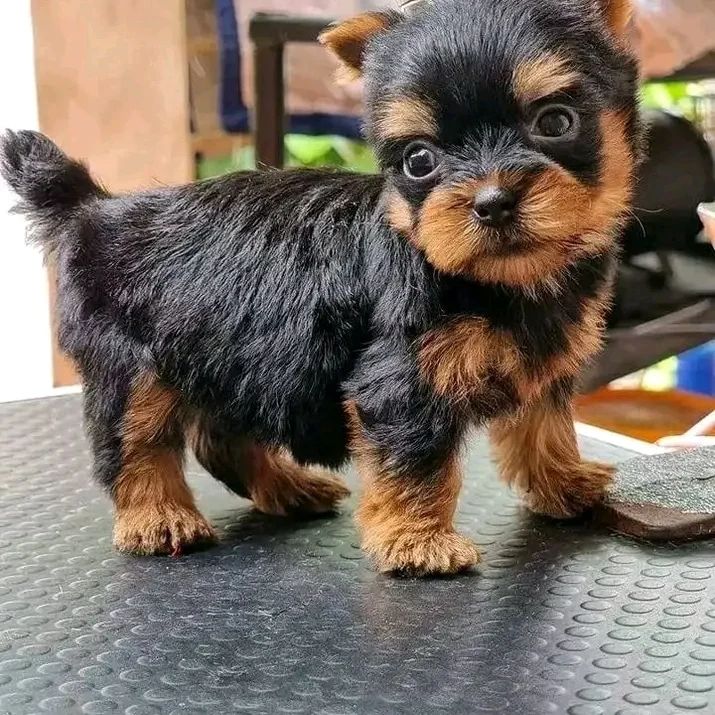 Y.O.R.K.I.E Puppies Available??Contact Us At ‪(830) 282-6225