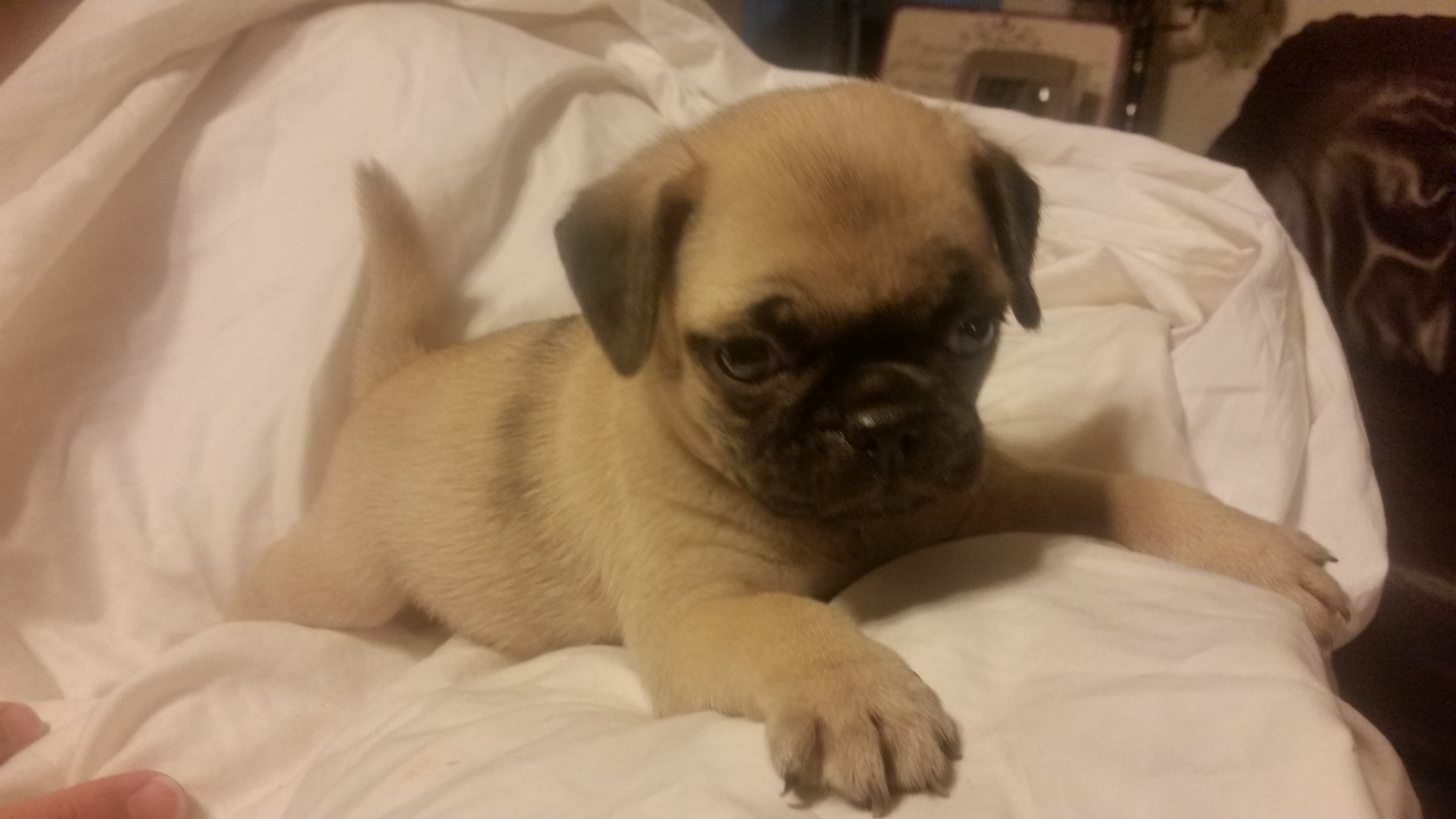 Pug puppies