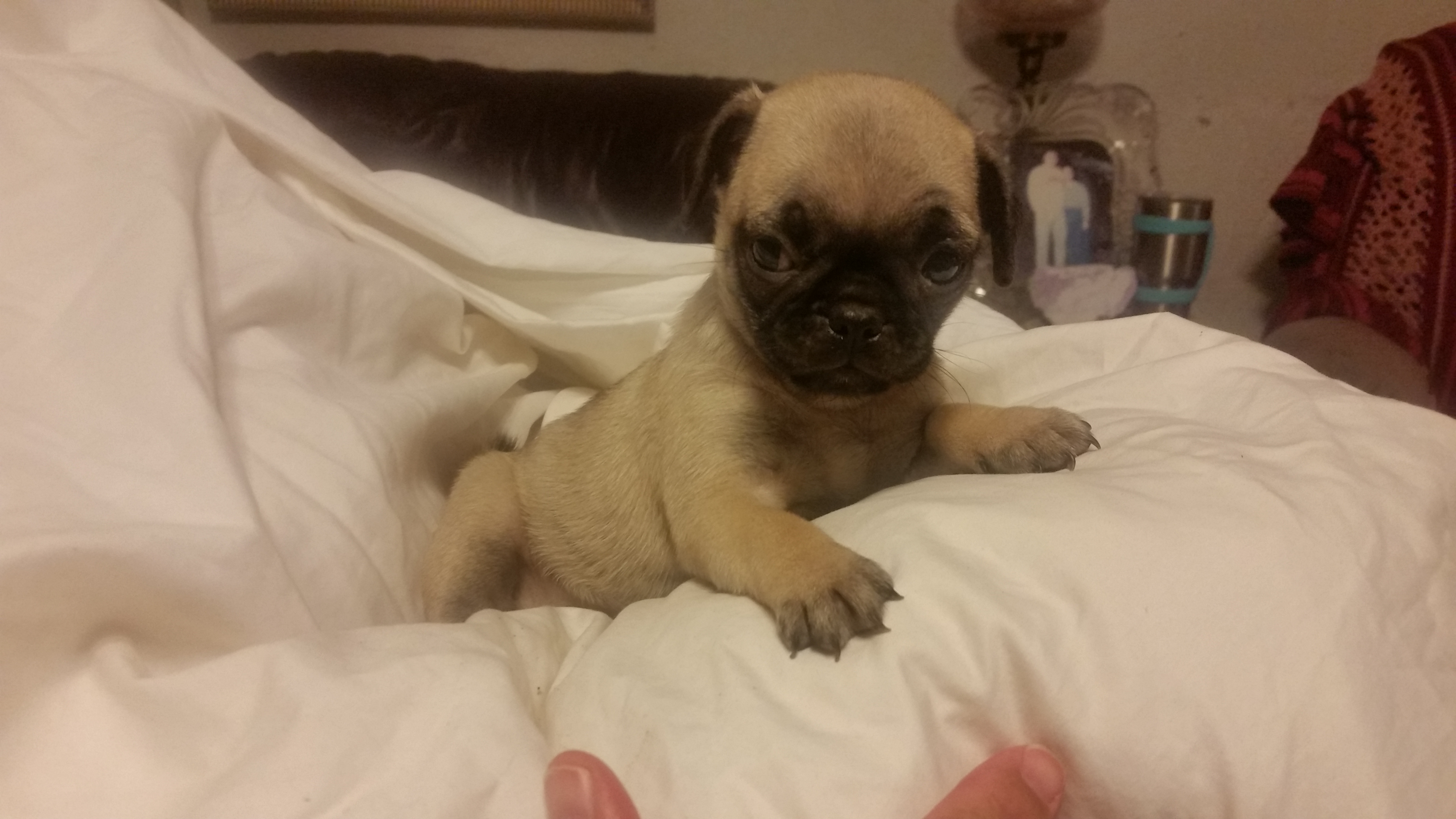 Pug puppies