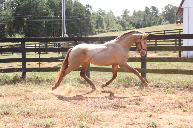 Georgian Grande/ Friesian/ Saddlebred