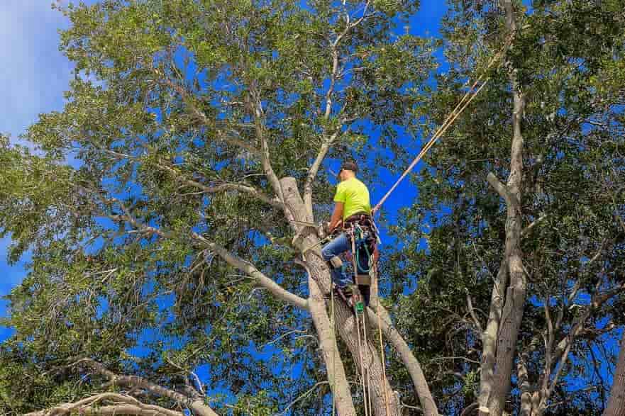 adolfo's tree service