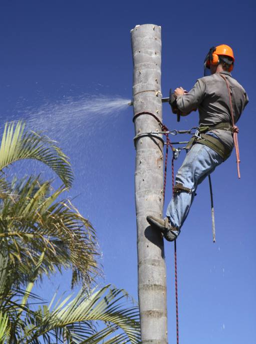 adolfo's tree service