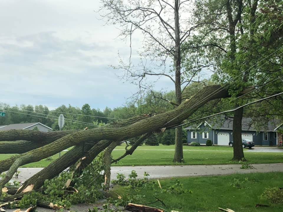 adolfo's tree service