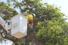 adolfo's tree service