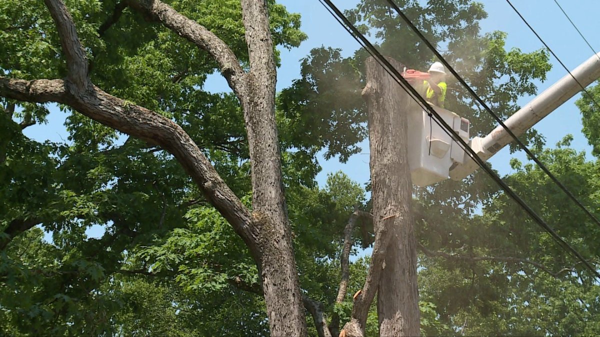 adolfo's tree service