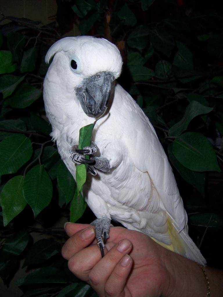 PennySaver | Super brilliant talking umbrella cockatoo ...