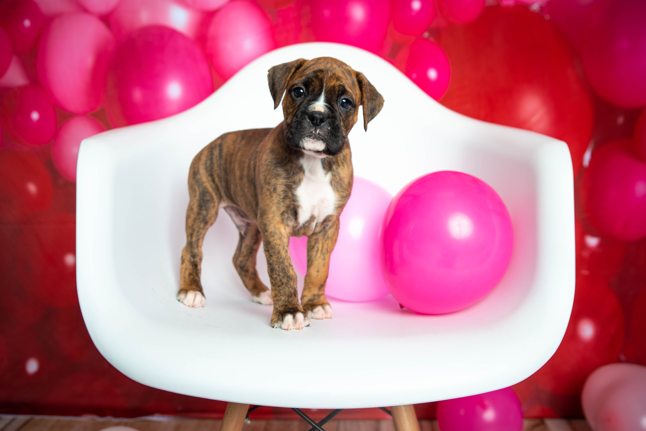 AKC BOXER PUPPIES