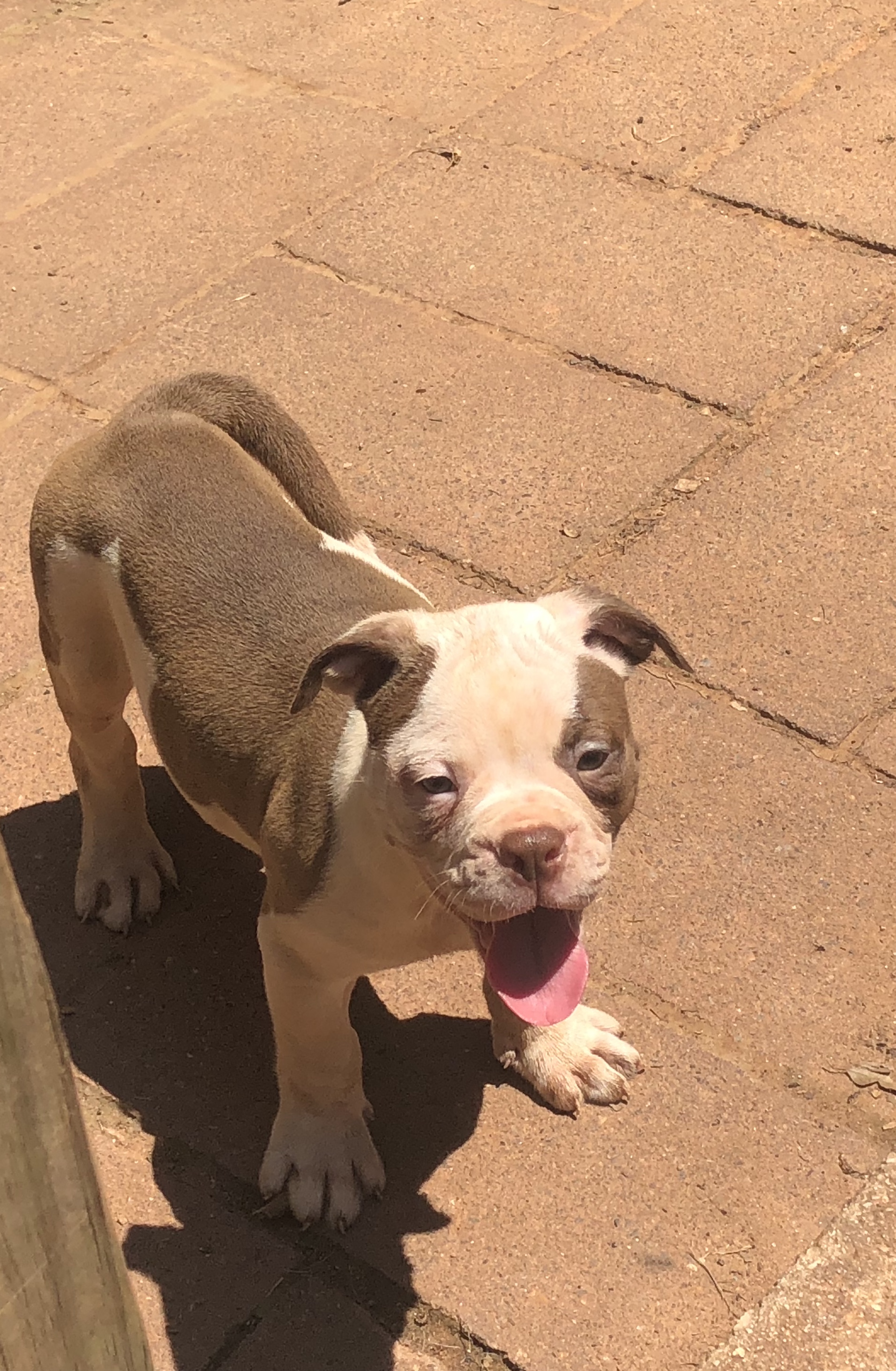 PennySaver Alapaha Blue Blood Bulldog Puppies for sale