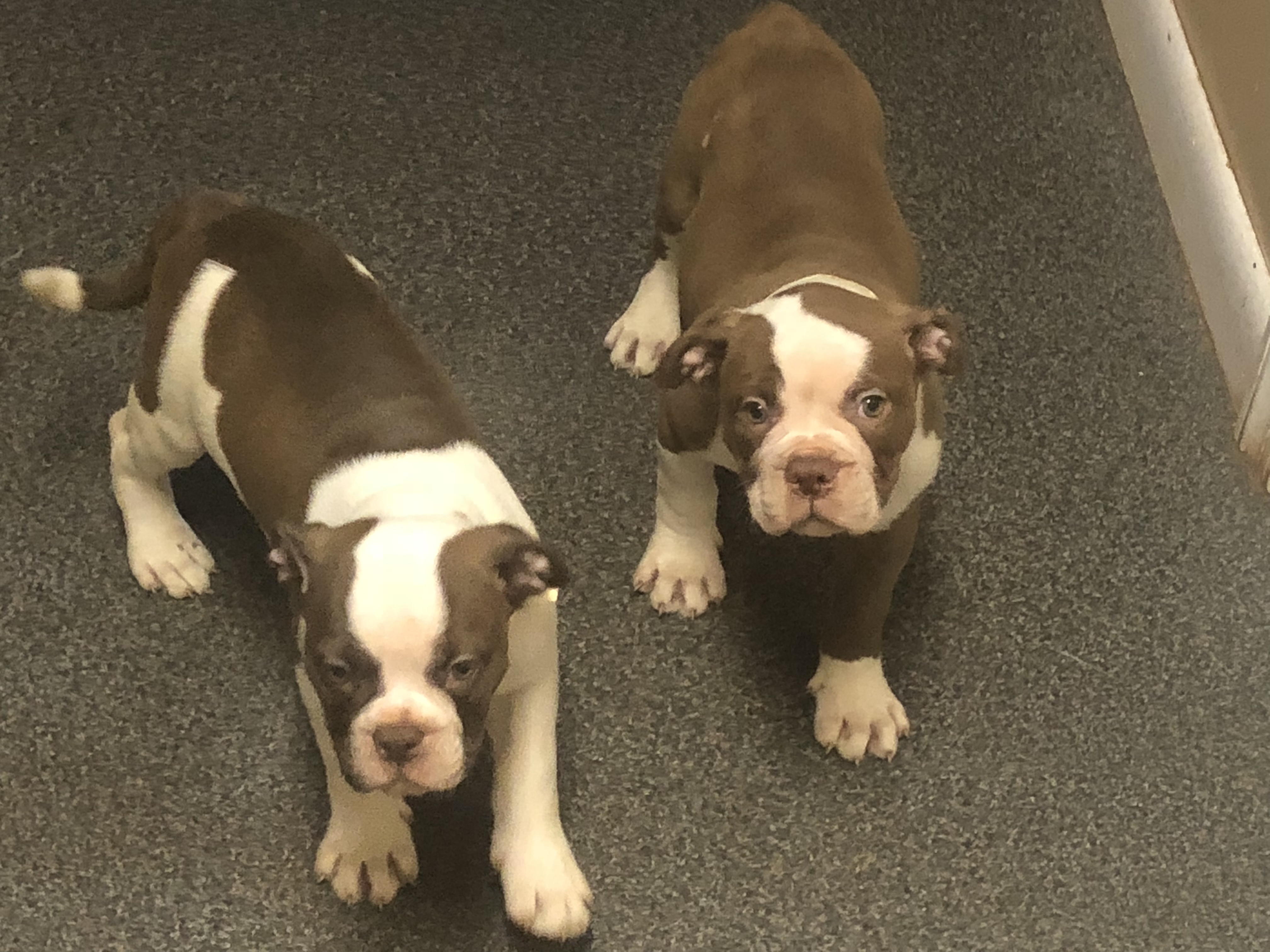 35+ Alapaha Blue Blood Bulldog Puppies For Sale In Nc Photo