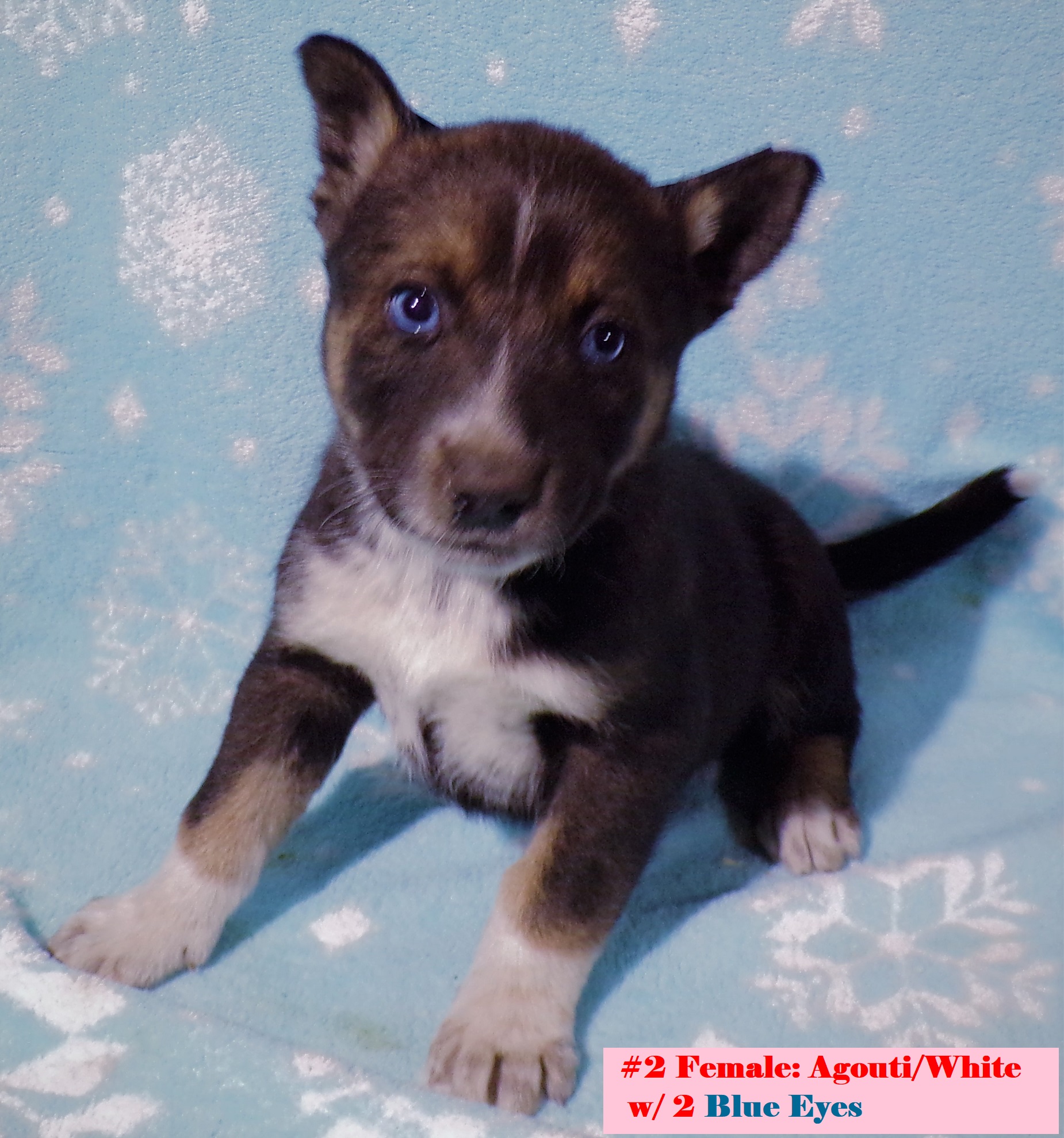 SIBERIAN HUSKY ELKHOUND PUPPIES ~ Blue or Green Eyes