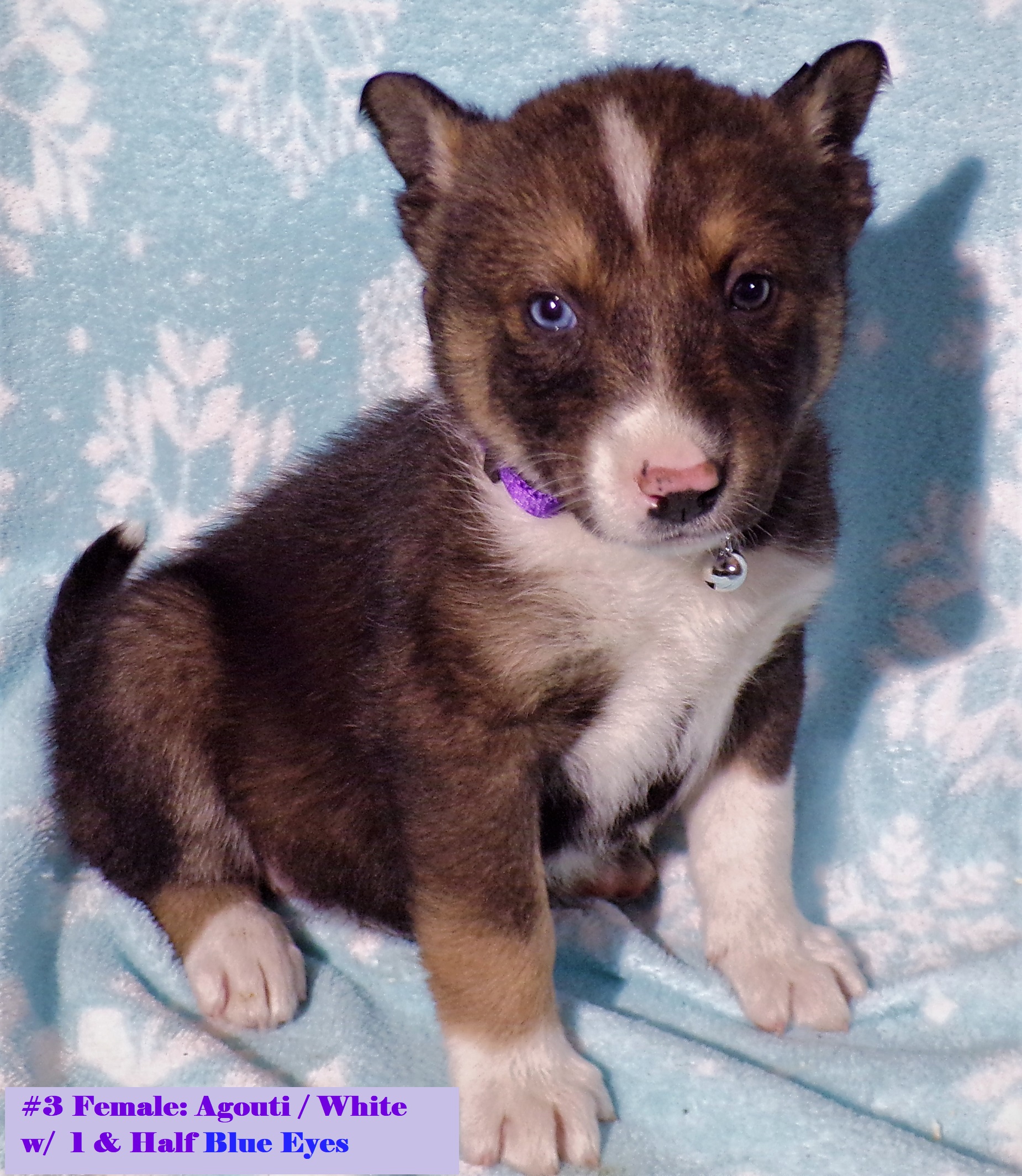 SIBERIAN HUSKY ELKHOUND PUPPIES ~ Blue or Green Eyes